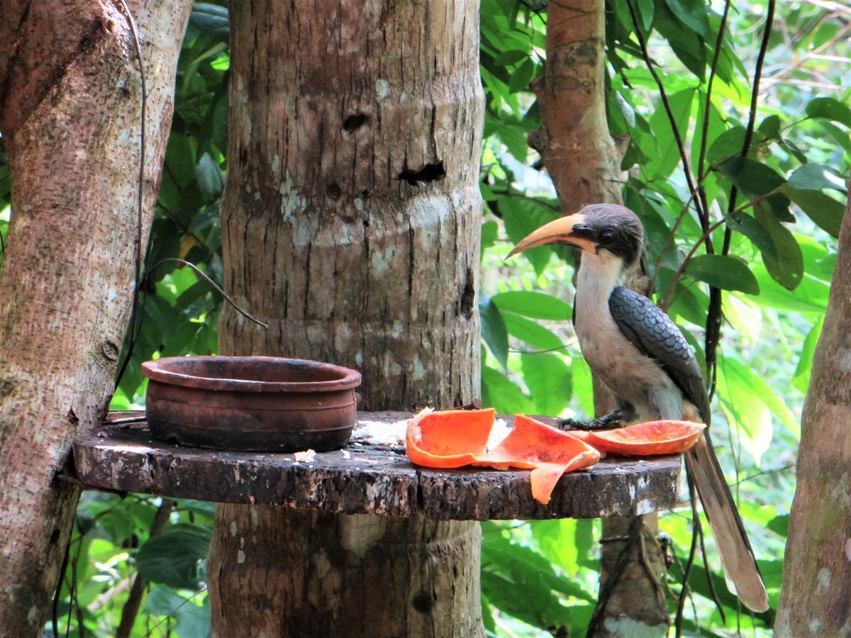 Gallene Gala Nature Resort คิตุลกาลา ภายนอก รูปภาพ