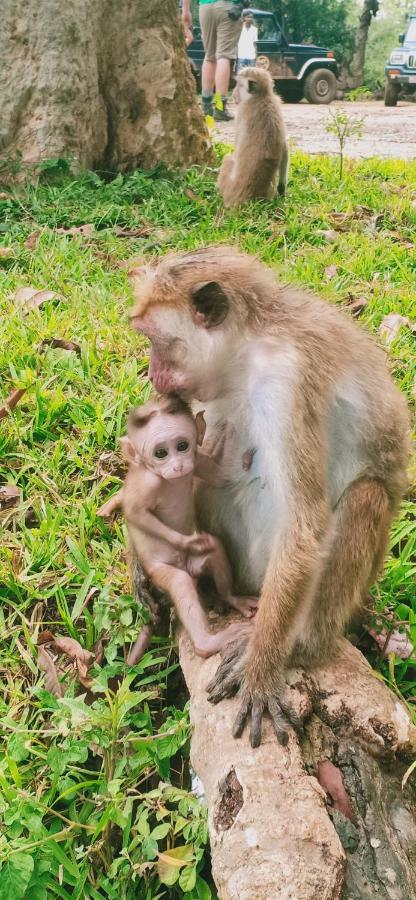 Gallene Gala Nature Resort คิตุลกาลา ภายนอก รูปภาพ